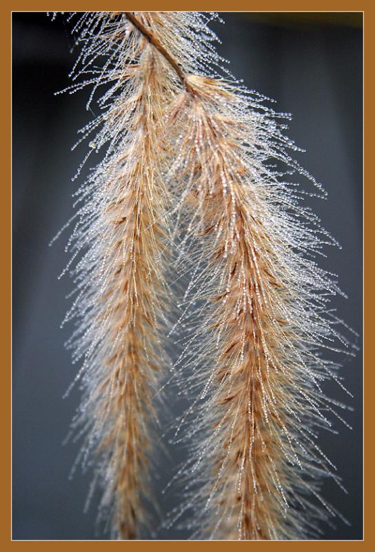 <B>Dewy Grass</B>*<BR><FONT size=2>by Ann Chaikin</FONT>