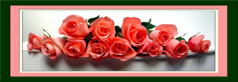 <p align=center><b>6th Place (tie)</b>  A Row of Roses by Faye White