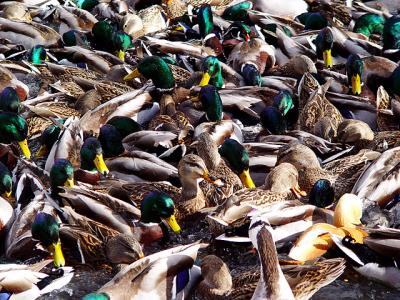 Flock Of Ducks by Lisa Young
