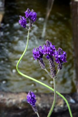 Pondside Lavender *by Michael Puff