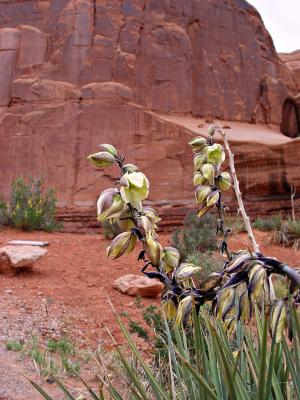 Desert Flower  by mlynn