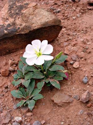 Desert Flower II  by mlynn
