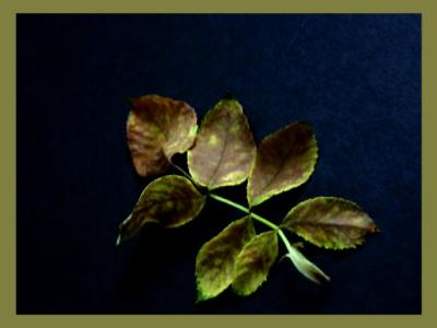 Discoloration* by florg