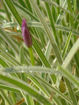 One Purple Bud (tighter crop)*  by Howard Cheng