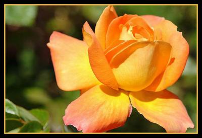 Orange Rose by Clemson Chan