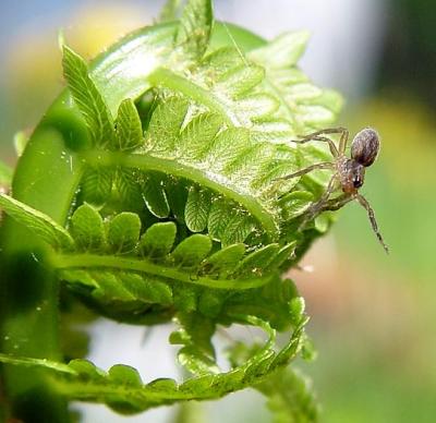 Fern ExplorationBill Borne