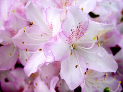 Azalea *by Cara Davis Conomos