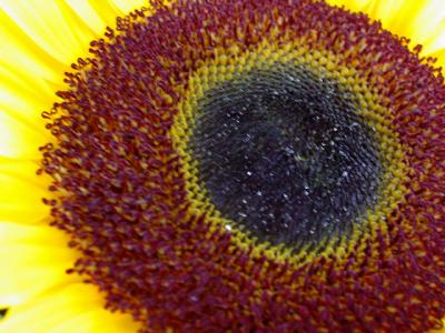 Circular Patterns*  by florg