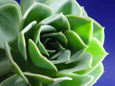 green rose by syncpuls