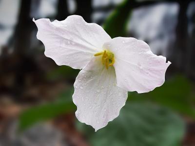 Rainy Day Pink Trillium by Bernd Taeger