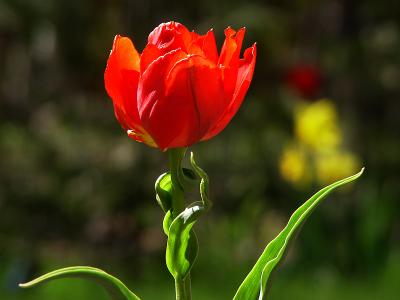 Corkscrew Tulip by Bernd Taeger