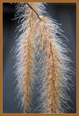 Dewy Grass*by Ann Chaikin