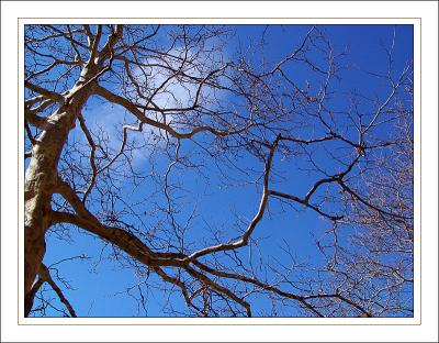 * Reaching for the sky