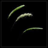 <b>thre generations</b><br><font size=1>by bezucho</font>
