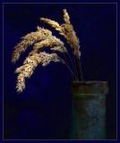 9th<br><b>Dry Grass Heads in Old Bottle</b><br>by kudbegud