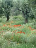 Primavera *  by Doris Baillet