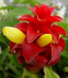 <p align=center> <b> The Muppet Flower </b> <br> <font size=1> by Helen Betts </font> </p>