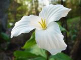 White Trillium Evening Backlit<br> by Bernd Taeger