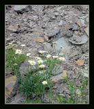 Bouquet on the Rocks*<br>by Deb