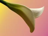 <b>Gradient Calla</b><br><font size=2>by Mark J</font>