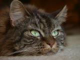 Emerald Eyes<font size=-1><br>by MxCat