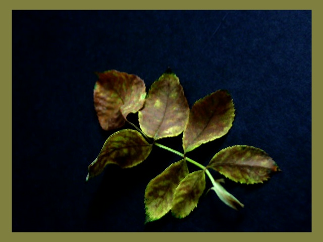 Discoloration* by florg