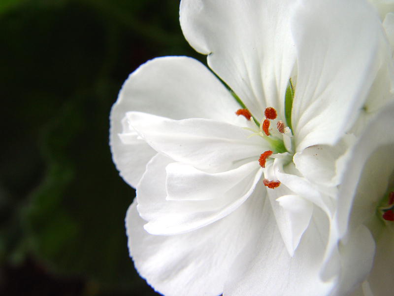 <B>red white and green</B>*<BR><FONT size=2>by JoeSchmoe</FONT>