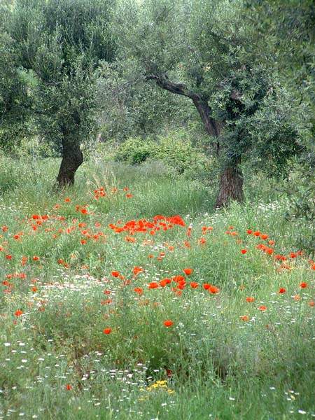 Primavera *  by Doris Baillet