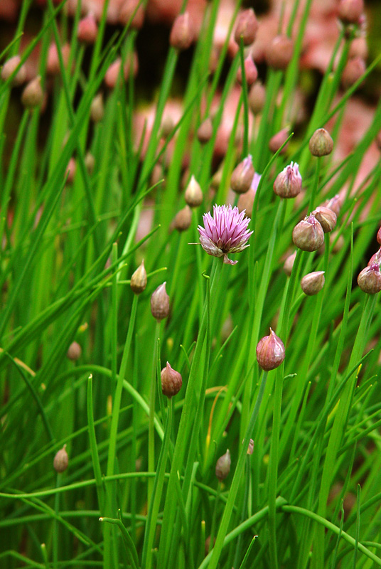 <b>Chives in Margos Garden</b> *<br>by Cara Davis Conomos