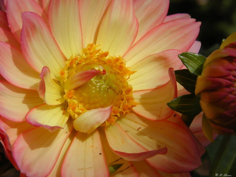 Dahlia With Light<br> by PB