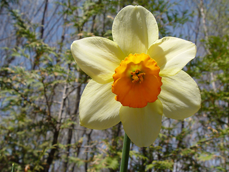 Daffodil<br> by Bernd Taeger