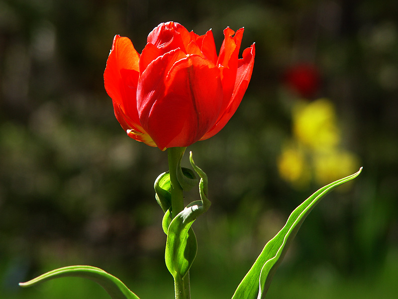 Corkscrew Tulip<br> by Bernd Taeger
