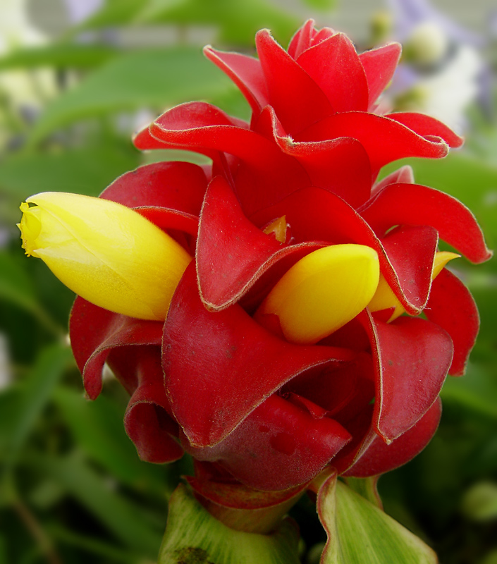 <p align=center> <b> The Muppet Flower </b> <br> <font size=1> by Helen Betts </font> </p>