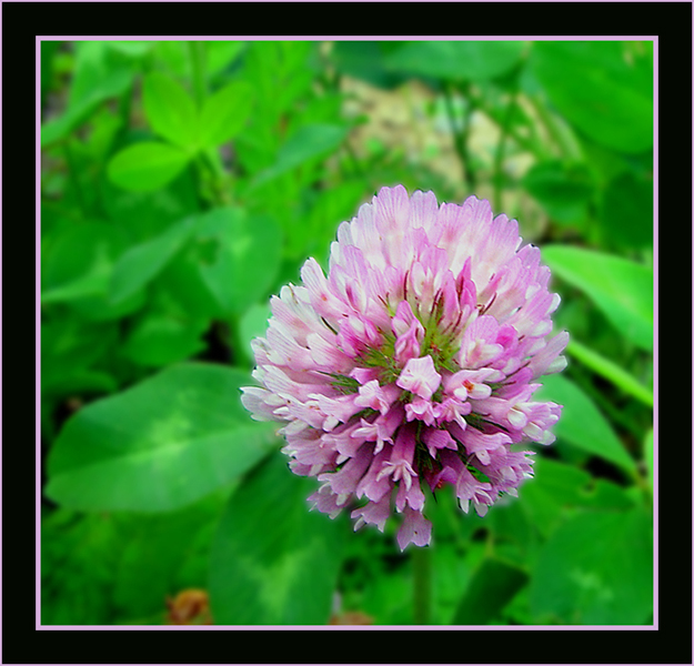 Im Looking Over a Purple Clover...<br>by Deb