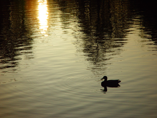 Solo Swim             by Michael Buckman