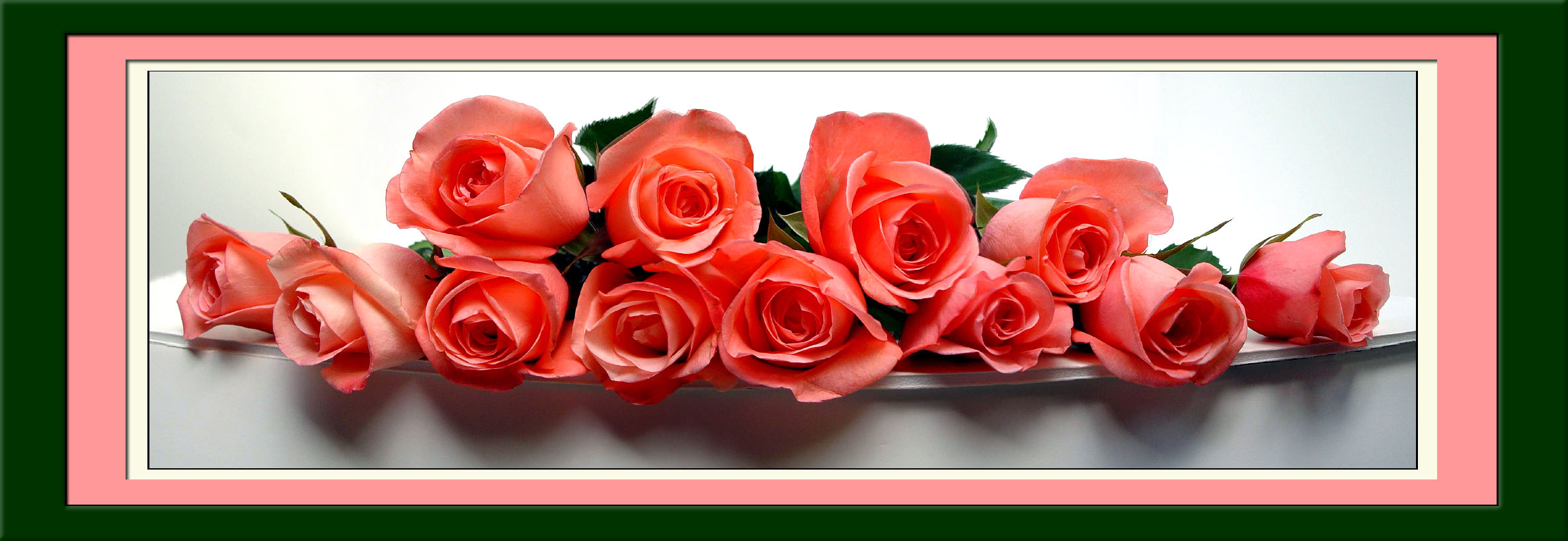 <p align=center><b>6th Place (tie)</b>  A Row of Roses by Faye White