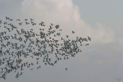 12-22 geese e 3559.jpg