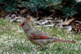 Female Cardinal