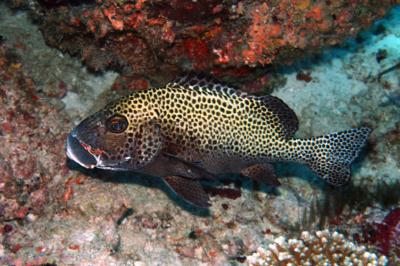 vilu_reef