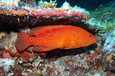 Coral rockcod