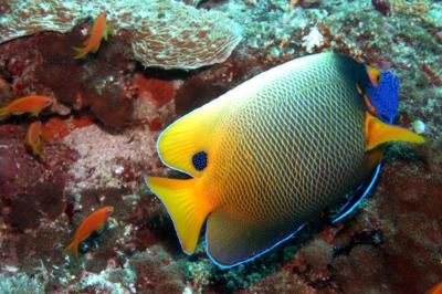 Emperor angelfish