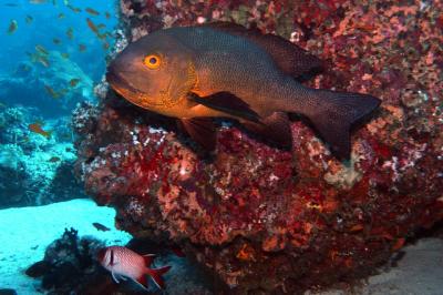 Red Snapper