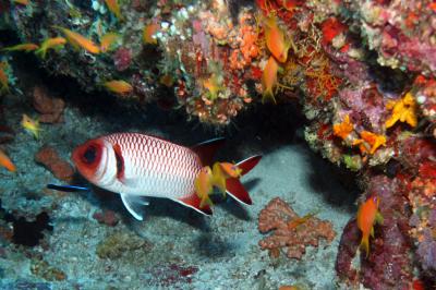 Redwing Soldierfish