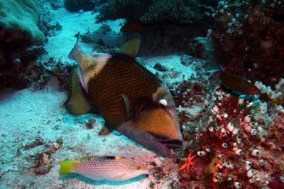 Titan Triggerfish