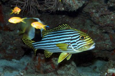 Oriental sweetlips