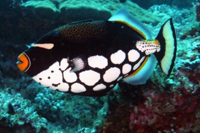 Clown Triggerfish