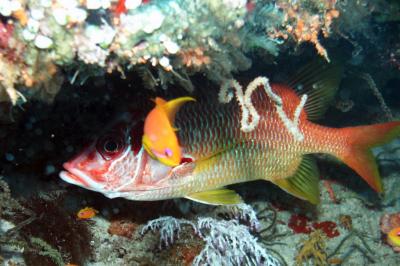 Tailspot squirrelfish
