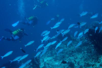 Dive Explorers