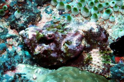Raggy scorpionfish