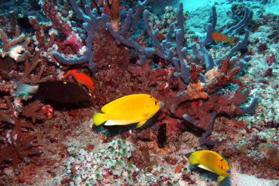 Butterflyfish
